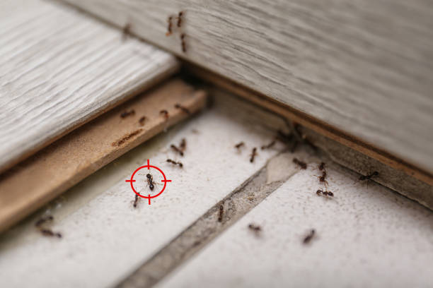Best Pest Prevention Services  in Dovesville, SC